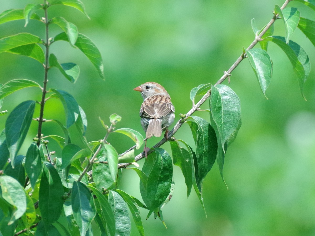 Field Sparrow - ML596776251