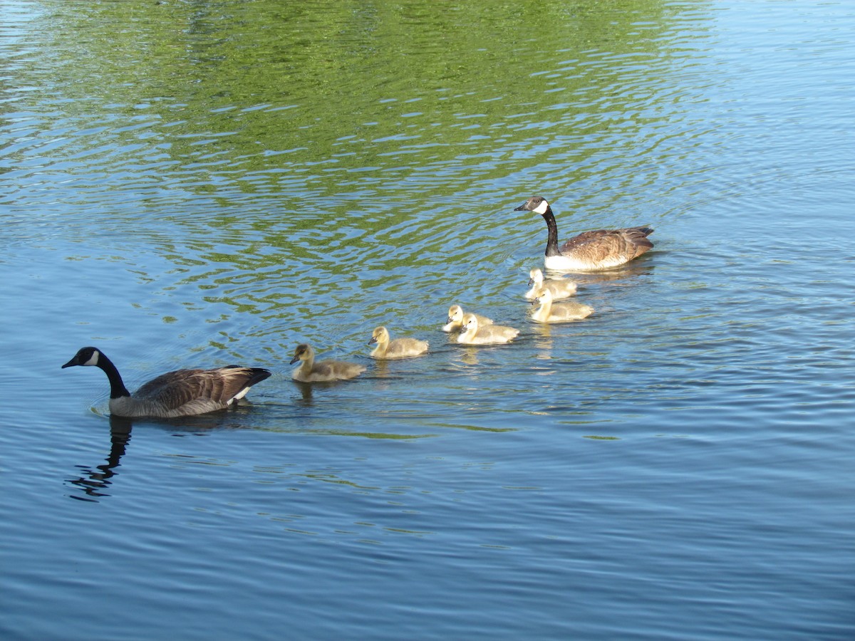 Canada Goose - ML59677651