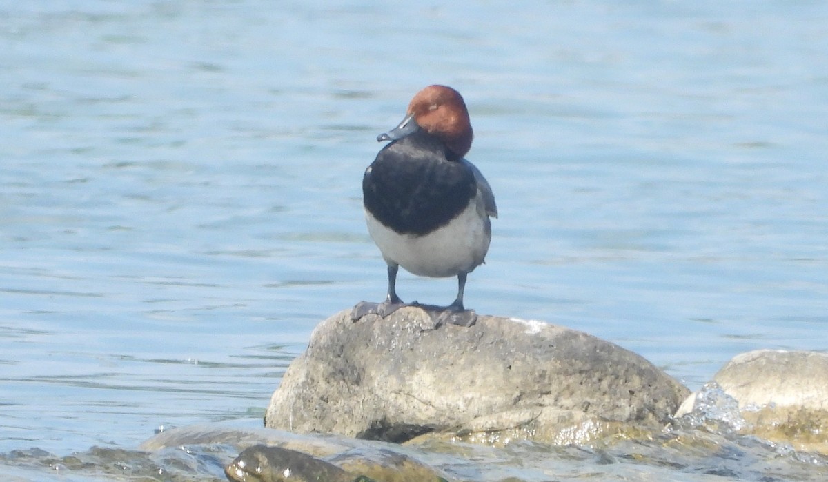 Redhead - ML596776761