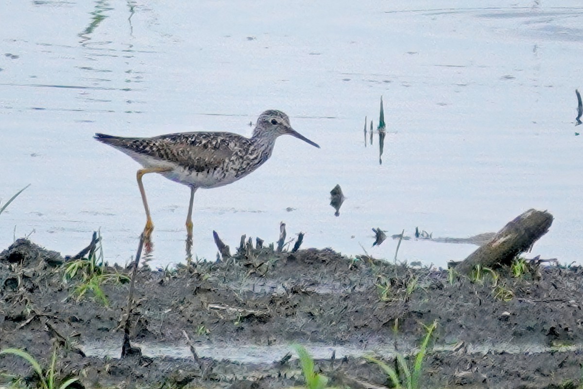 Lesser Yellowlegs - Cheryl Vellenga