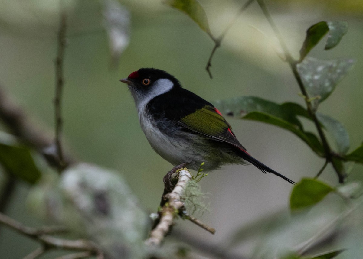 Pin-tailed Manakin - ML596777101