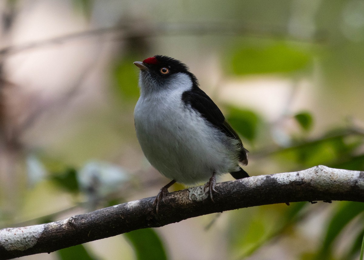 Pin-tailed Manakin - Silvia Faustino Linhares