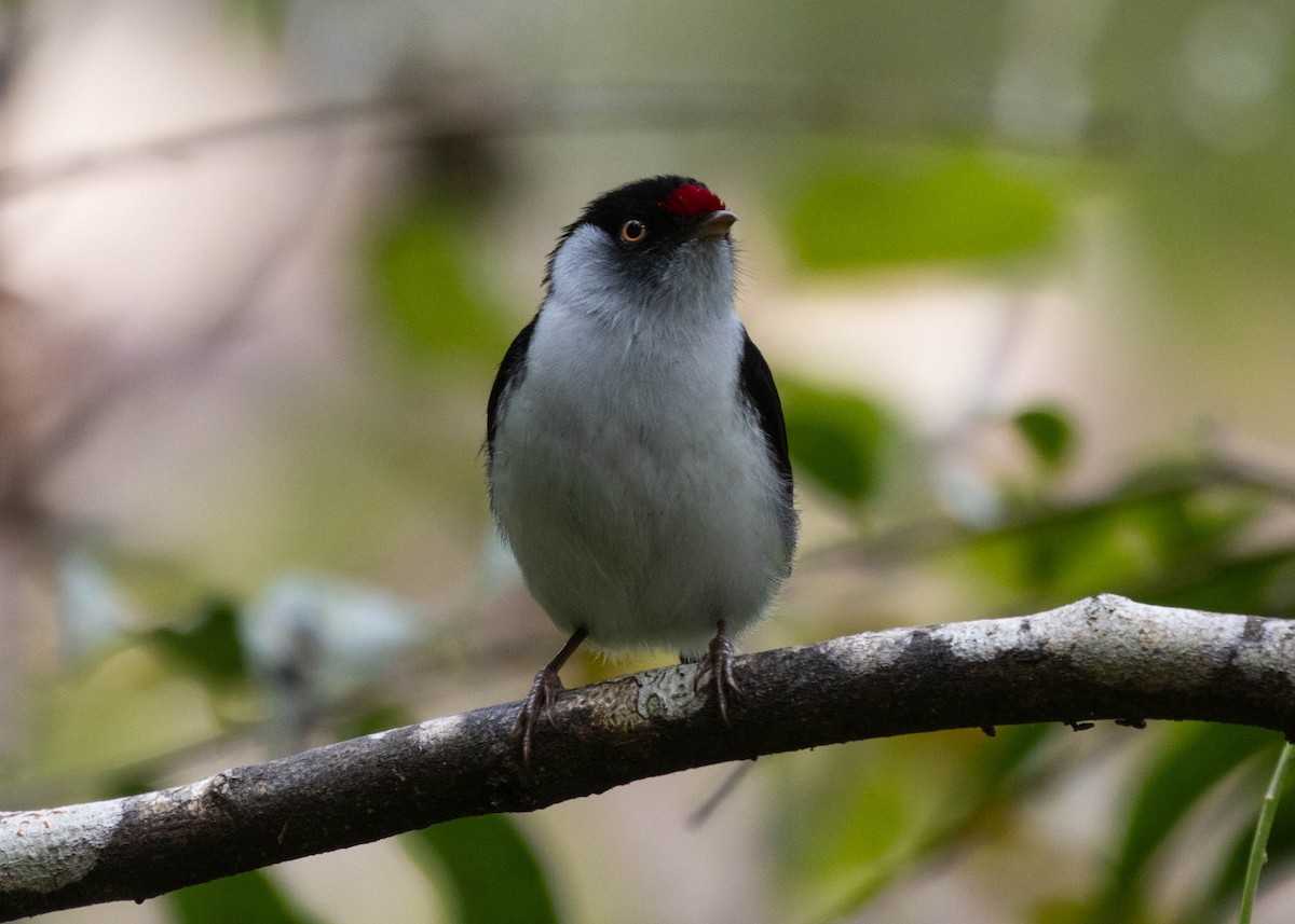 Pin-tailed Manakin - ML596777171