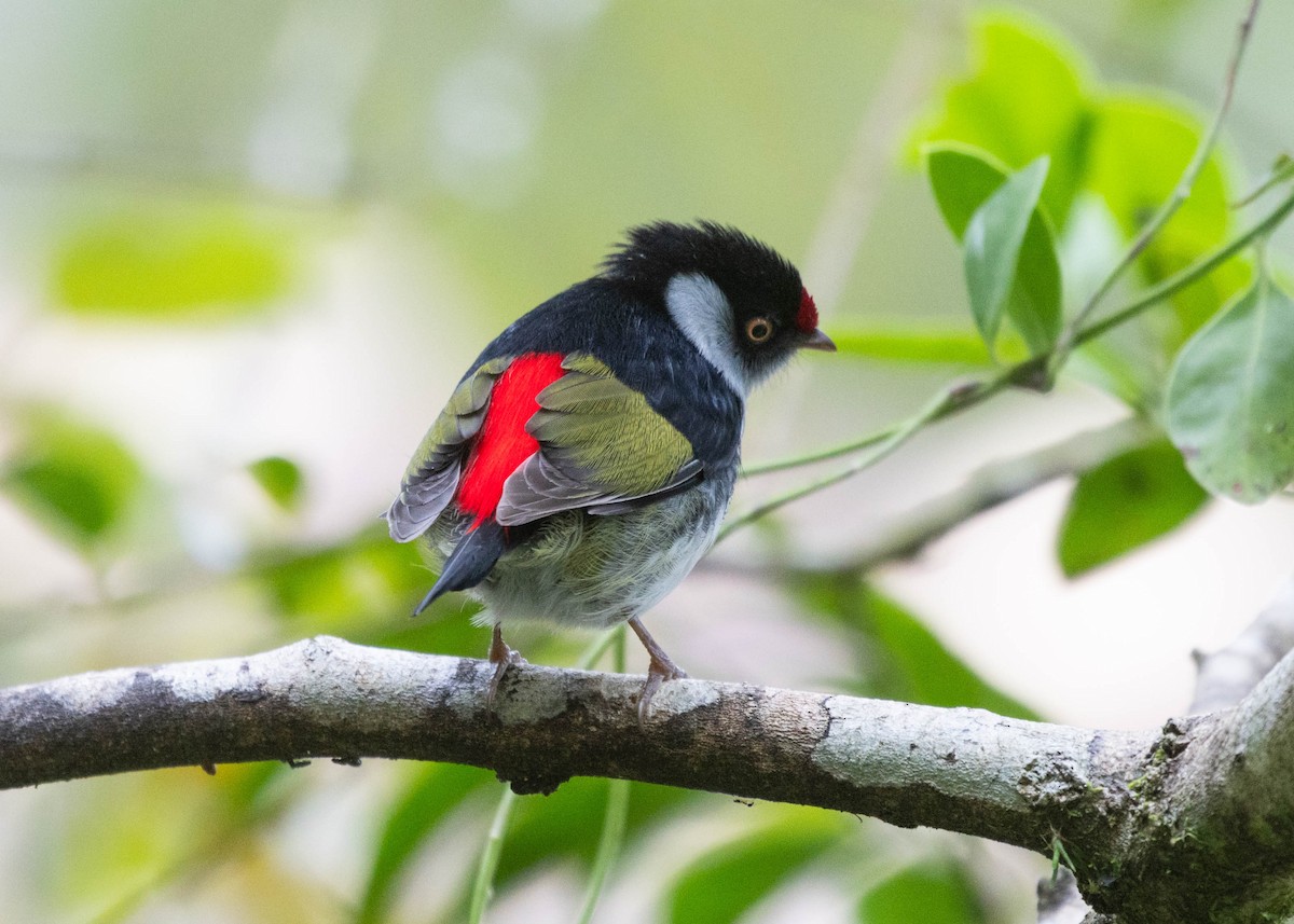 Pin-tailed Manakin - ML596777191