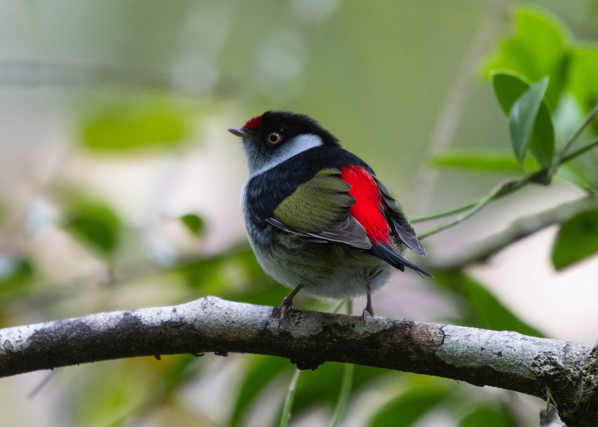 Pin-tailed Manakin - ML596777201