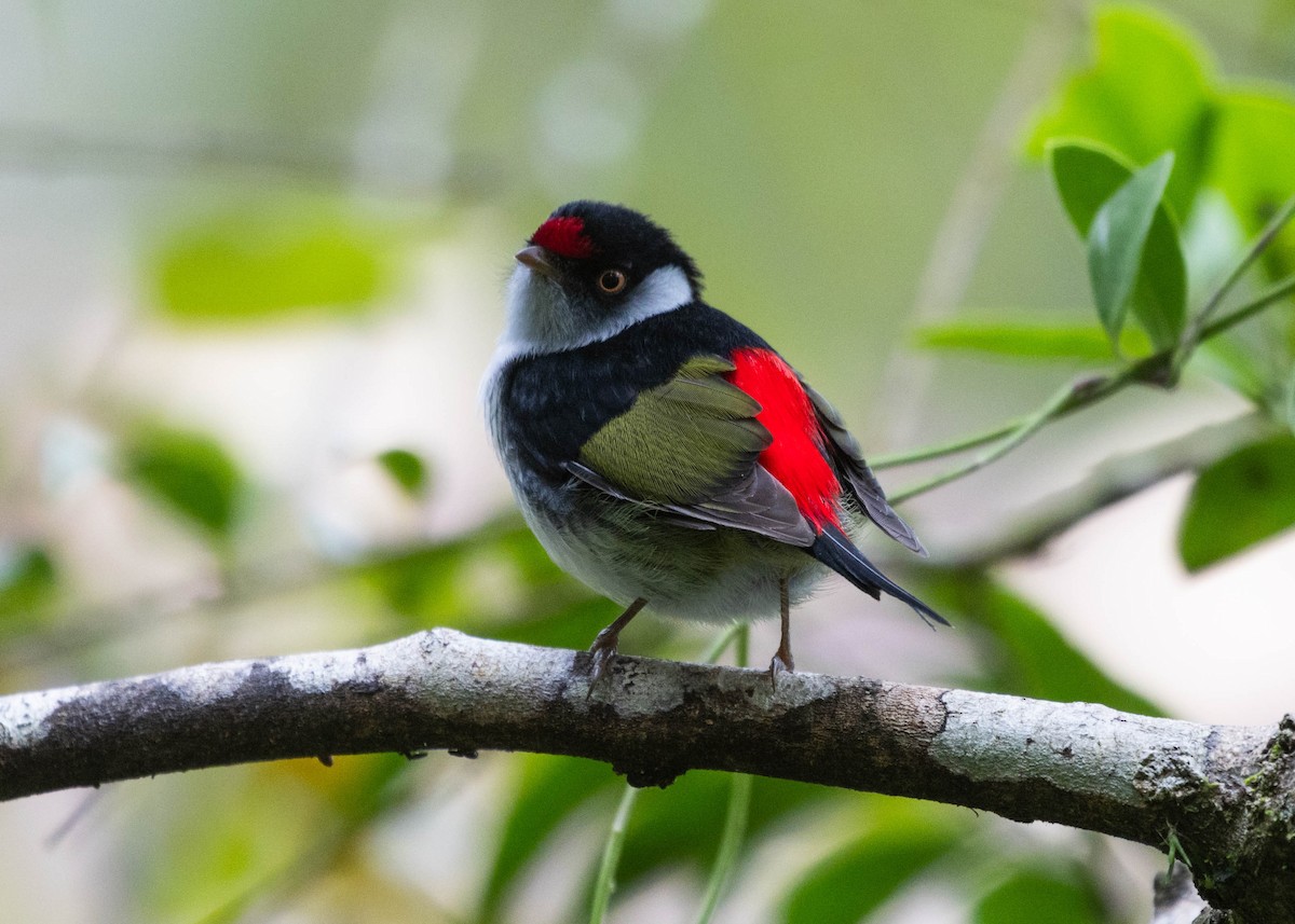 Pin-tailed Manakin - ML596777231