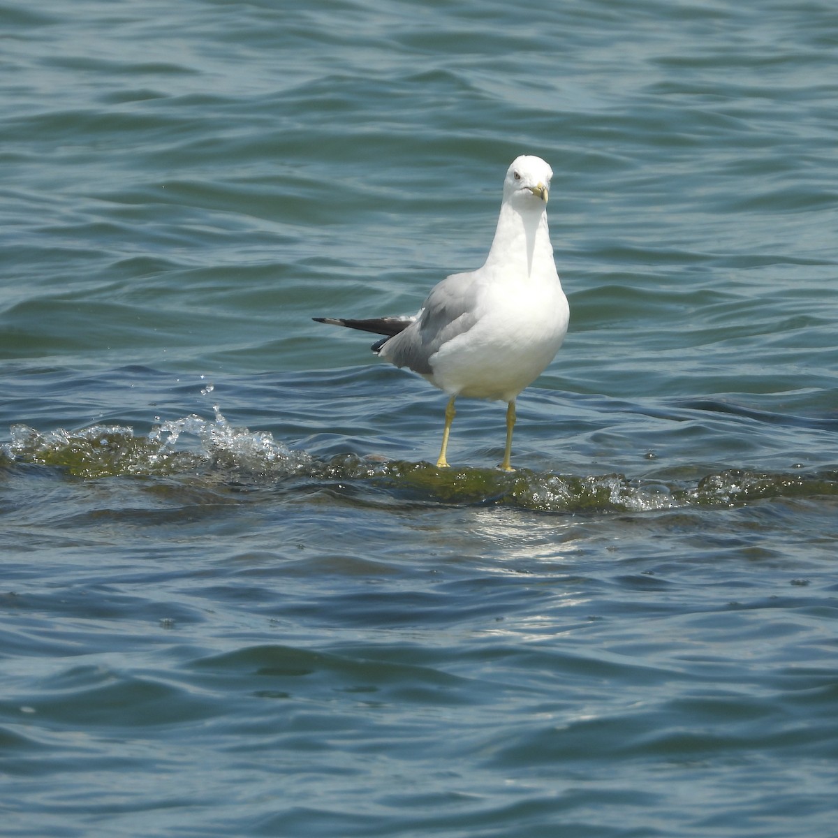 Ring-billed Gull - ML596777601