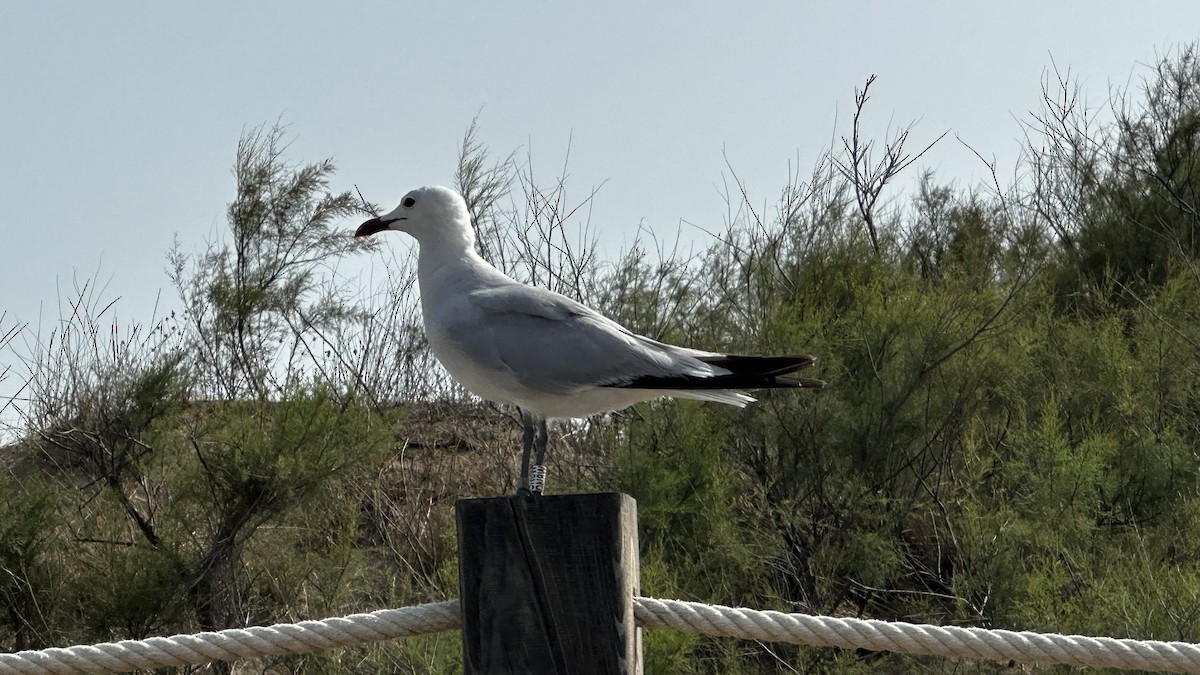 Audouin's Gull - ML596777631