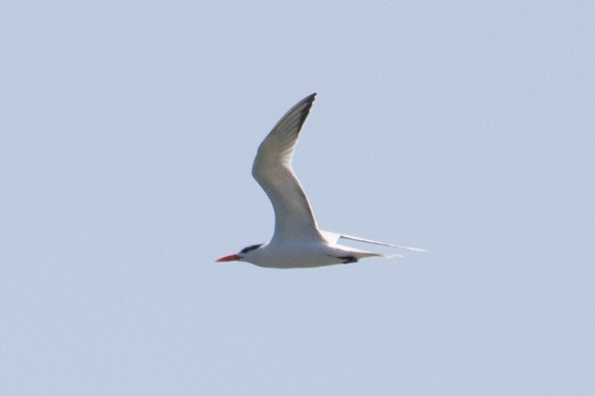 Royal Tern - ML596778411