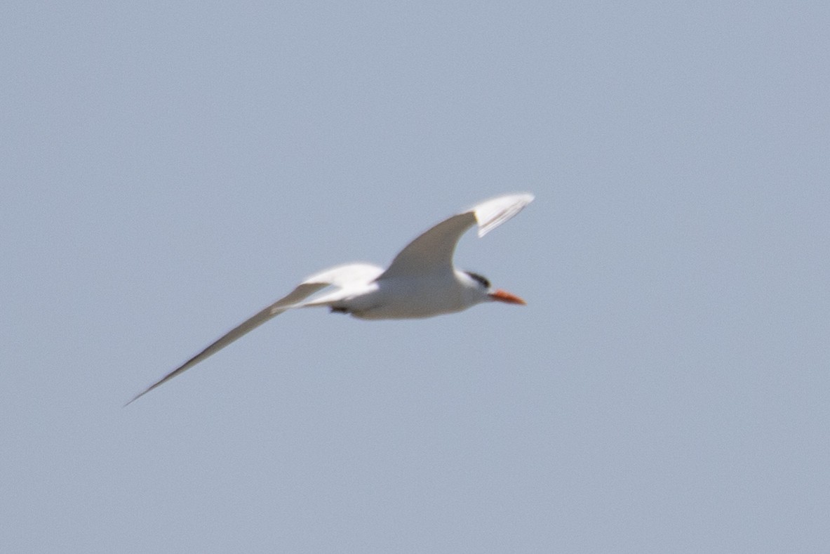 Royal Tern - ML596778421