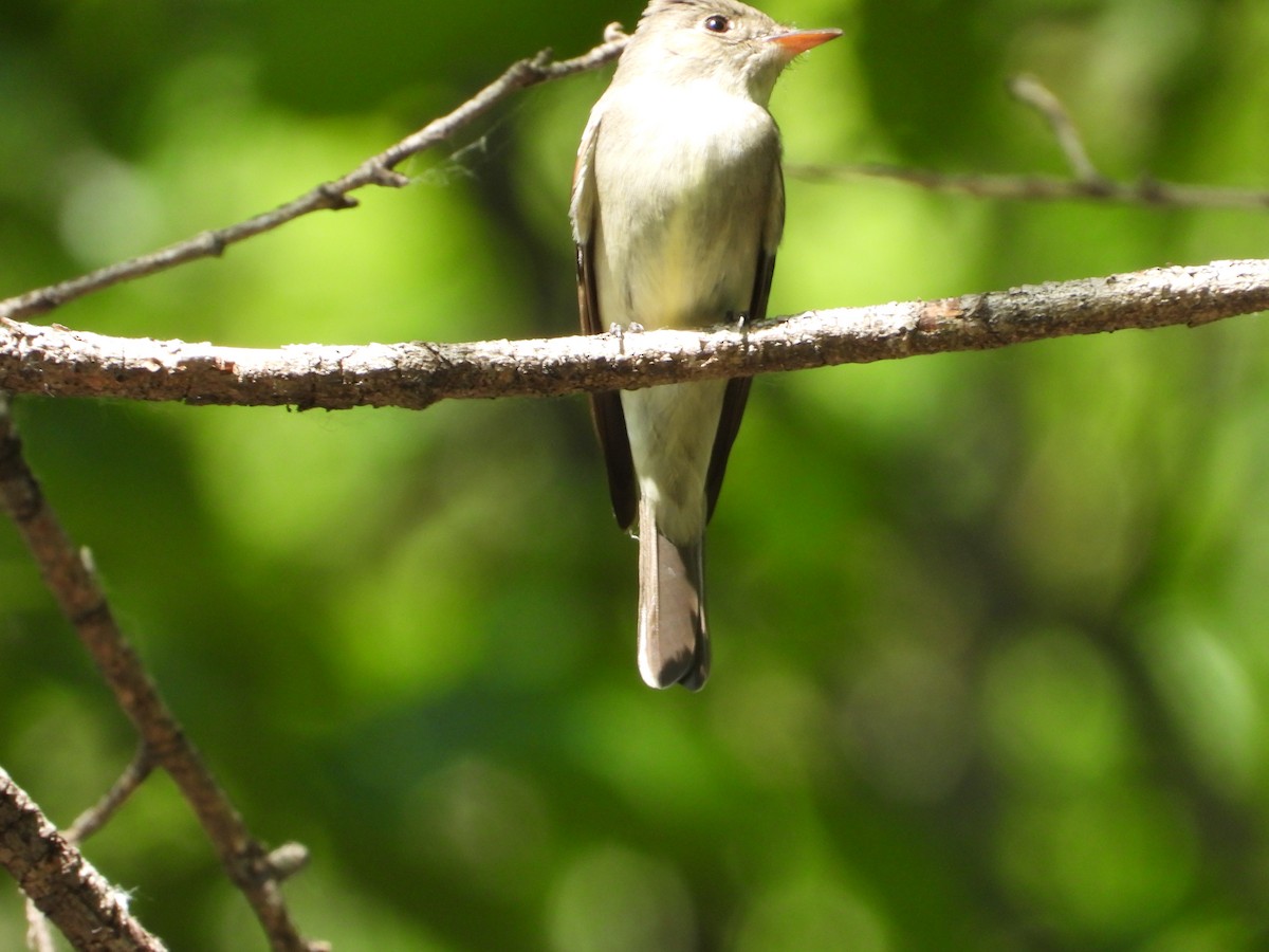 Eastern Wood-Pewee - ML596778481