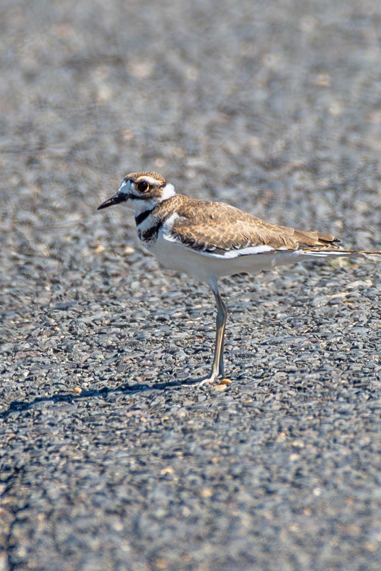 Killdeer - ML596778711