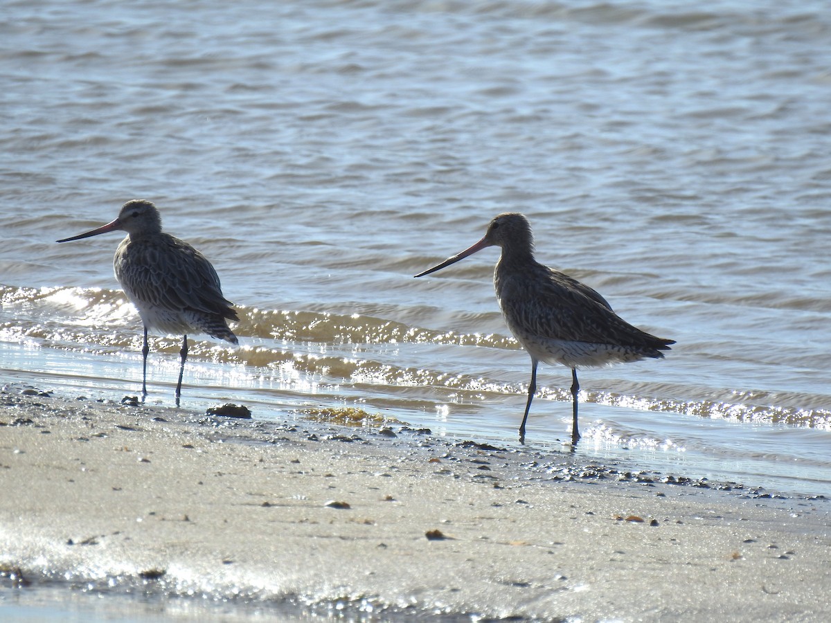 Bar-tailed Godwit - ML596778941