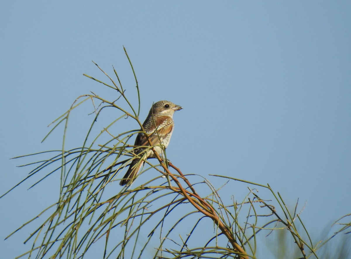 Woodchat Shrike - ML596779111