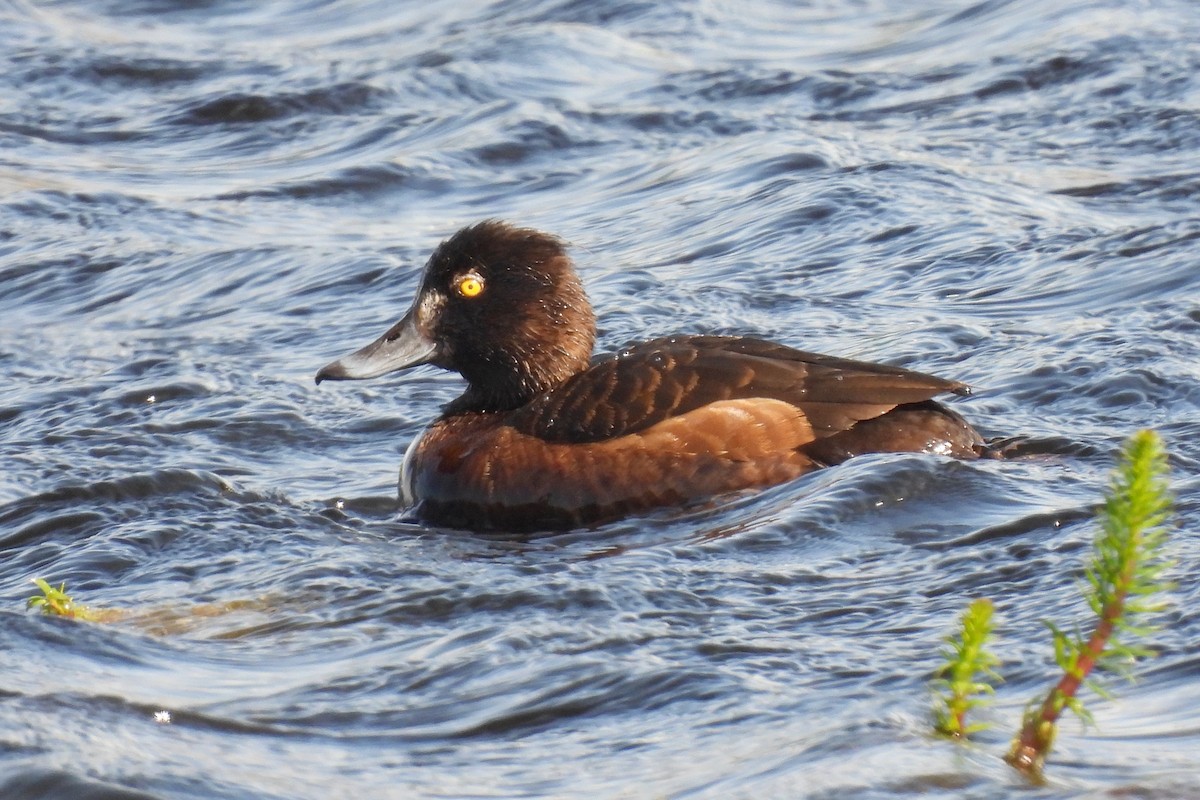 Tufted Duck - ML596779471