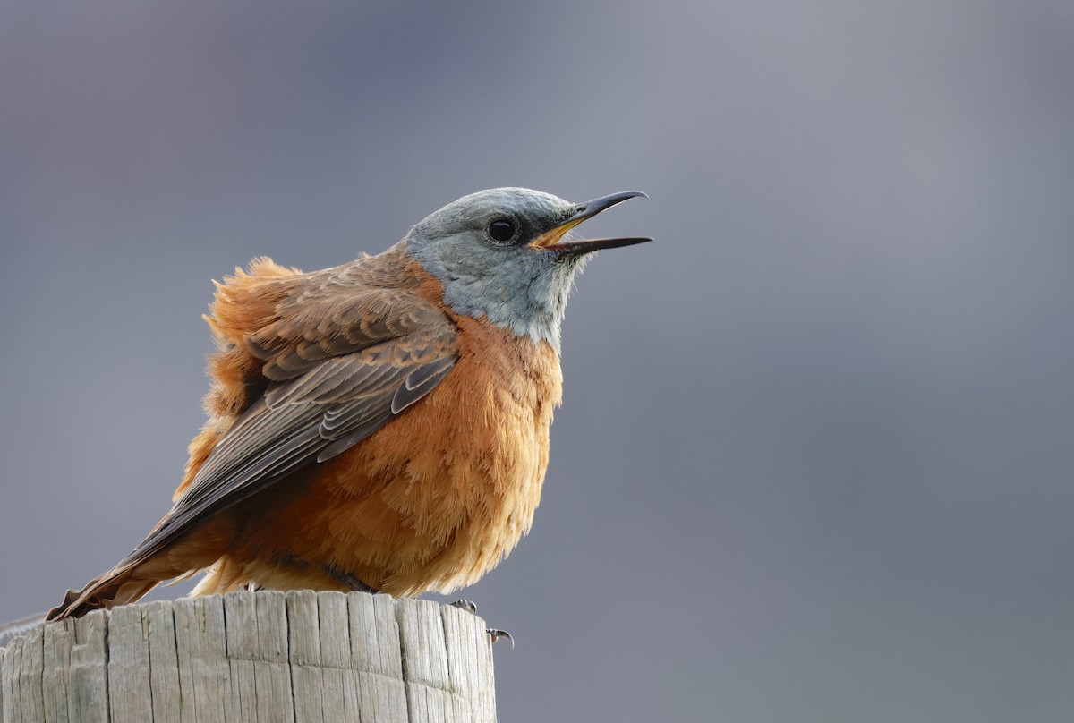 Cape Rock-Thrush - Garret Skead