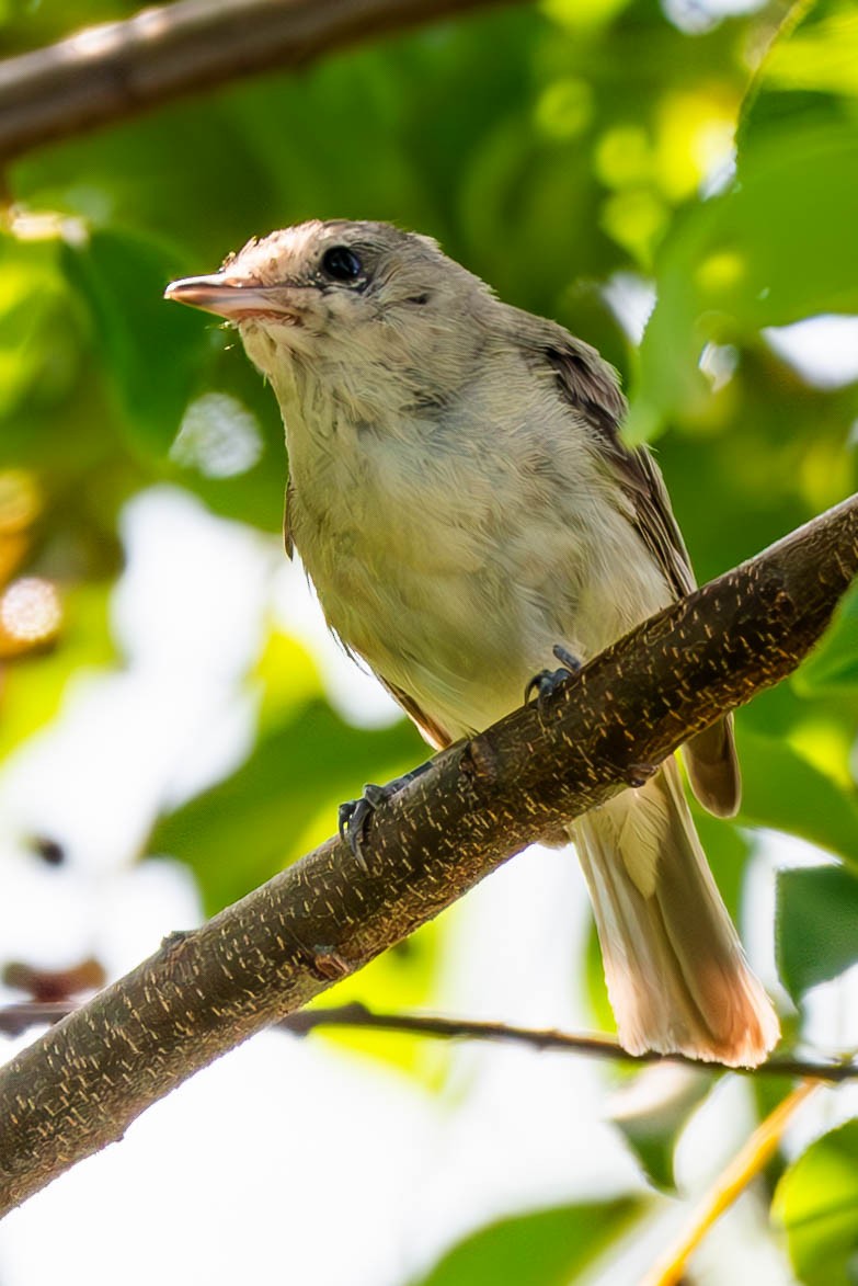 Warbling Vireo (Eastern) - ML596780141