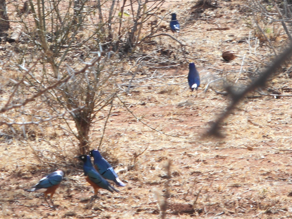 Superb Starling - ML596780721