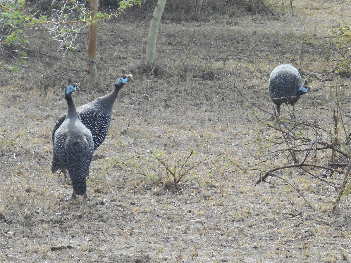 Helmeted Guineafowl - Bob Packard