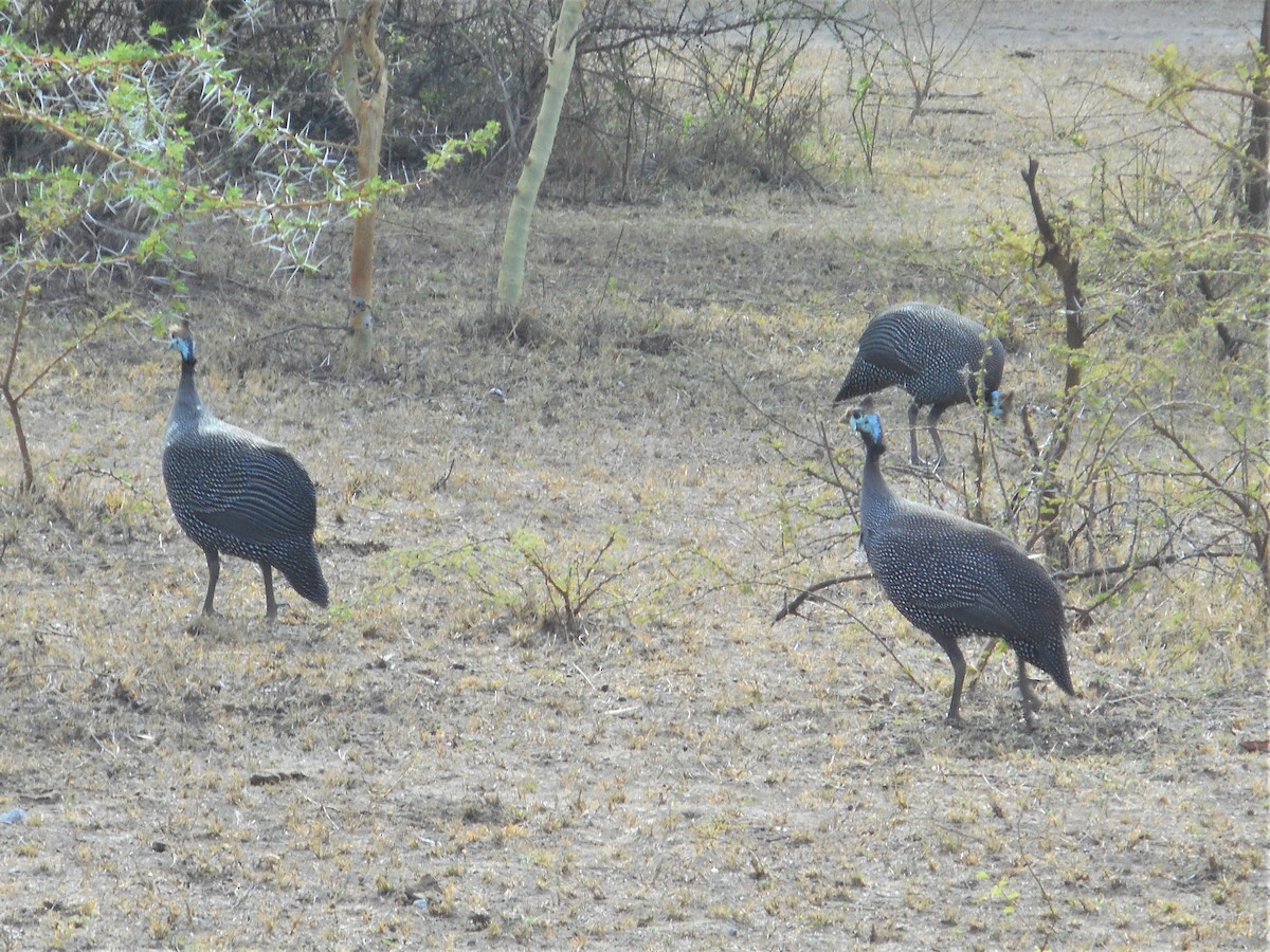 Helmeted Guineafowl - ML596780871