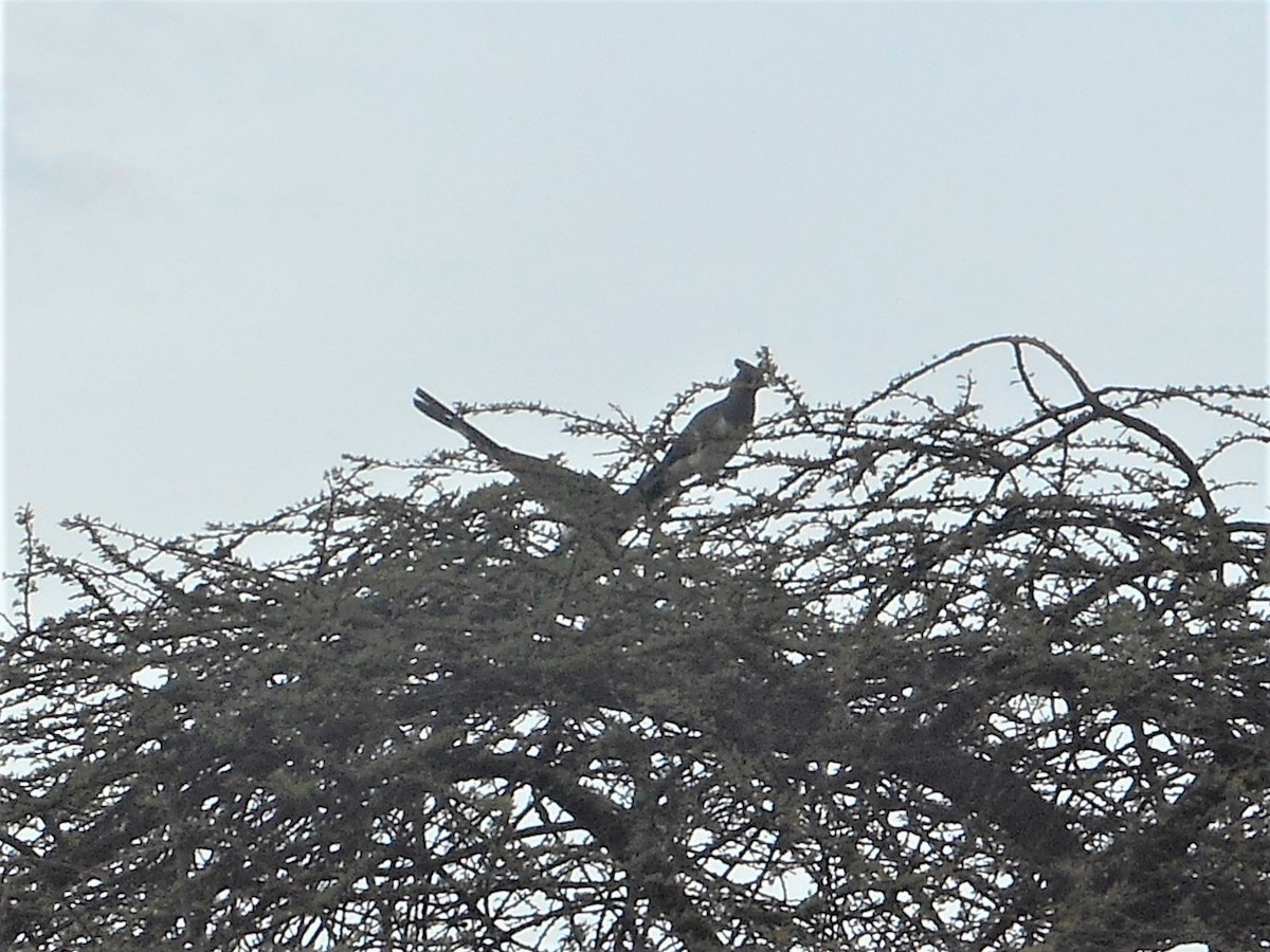 Turaco Ventriblanco - ML596781121