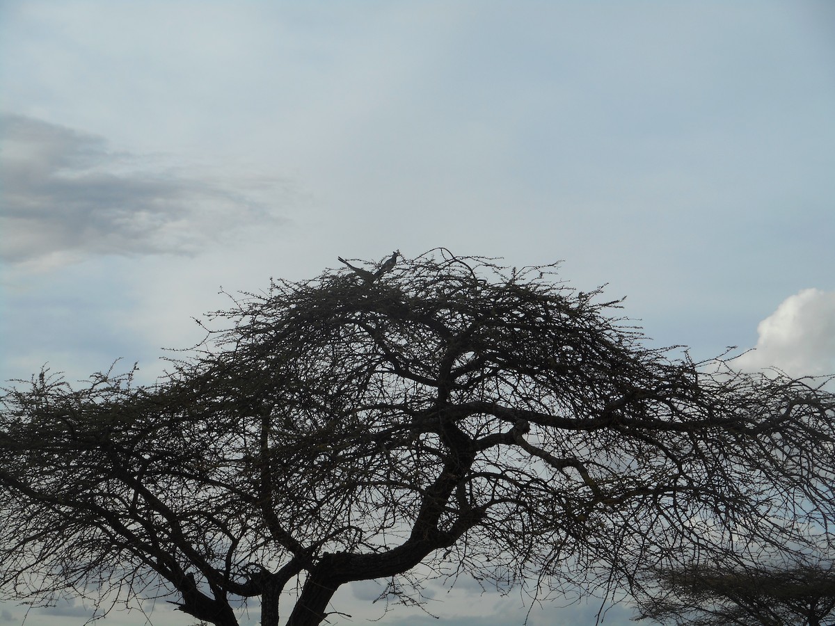 Touraco à ventre blanc - ML596781131