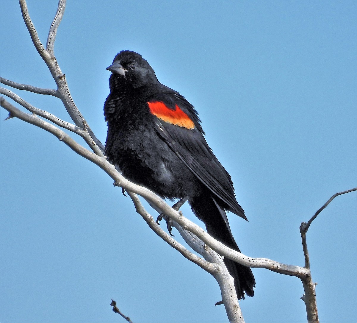 Red-winged Blackbird - ML596781491