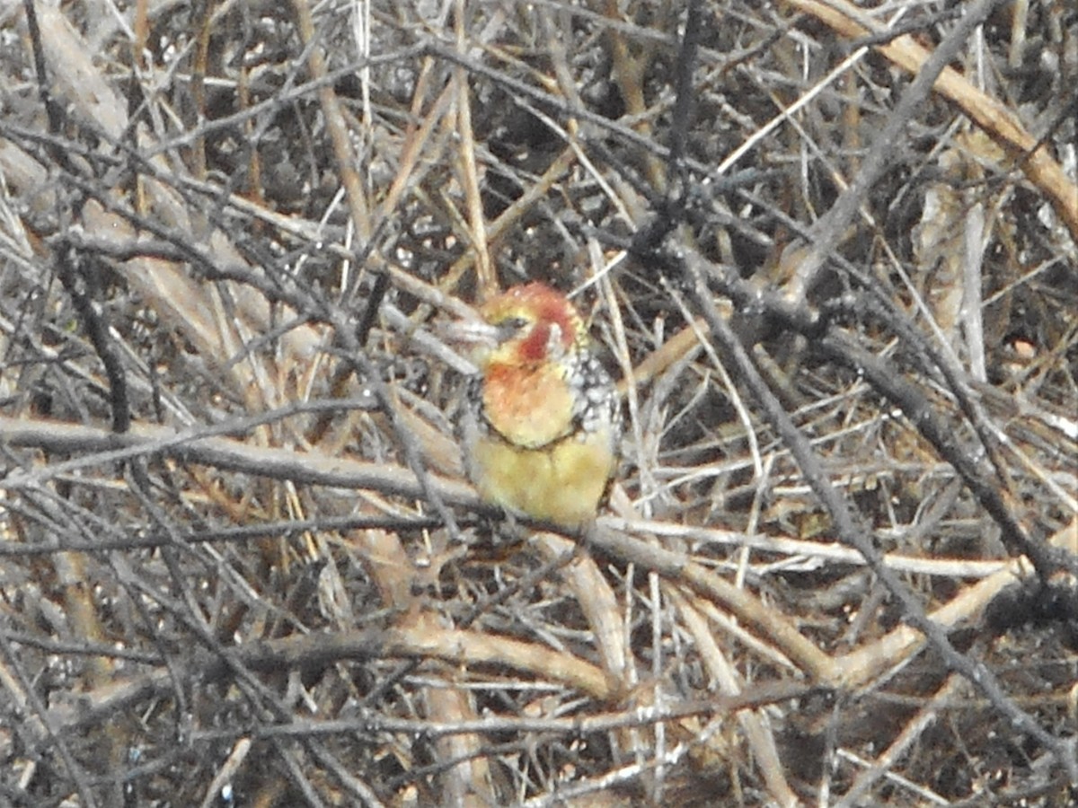 Red-and-yellow Barbet - ML596781671