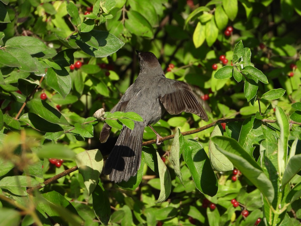 Gray Catbird - ML596781851