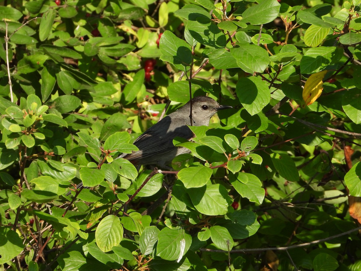 Gray Catbird - ML596782041