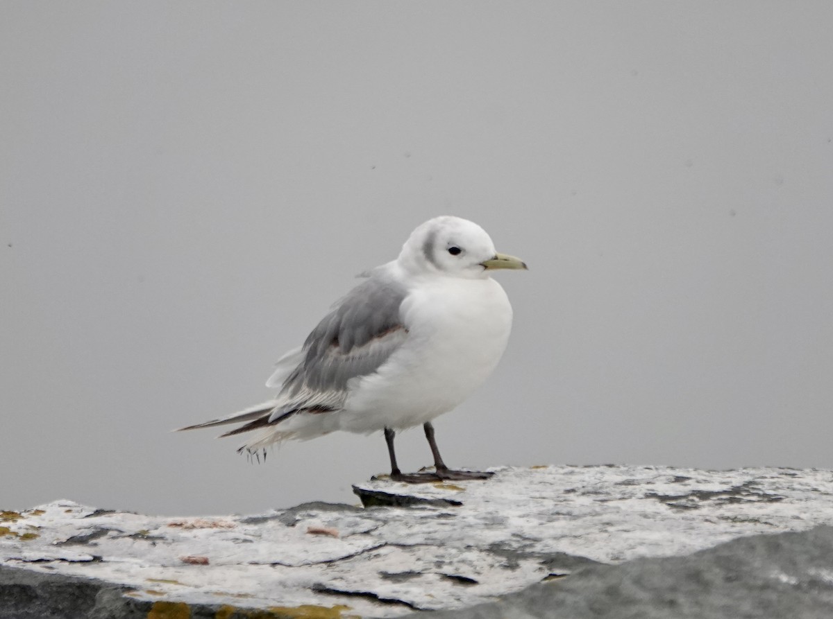 Black-legged Kittiwake - ML596782581