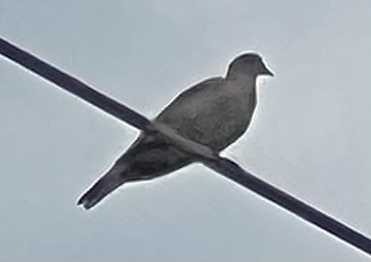 Eurasian Collared-Dove - ML596783061