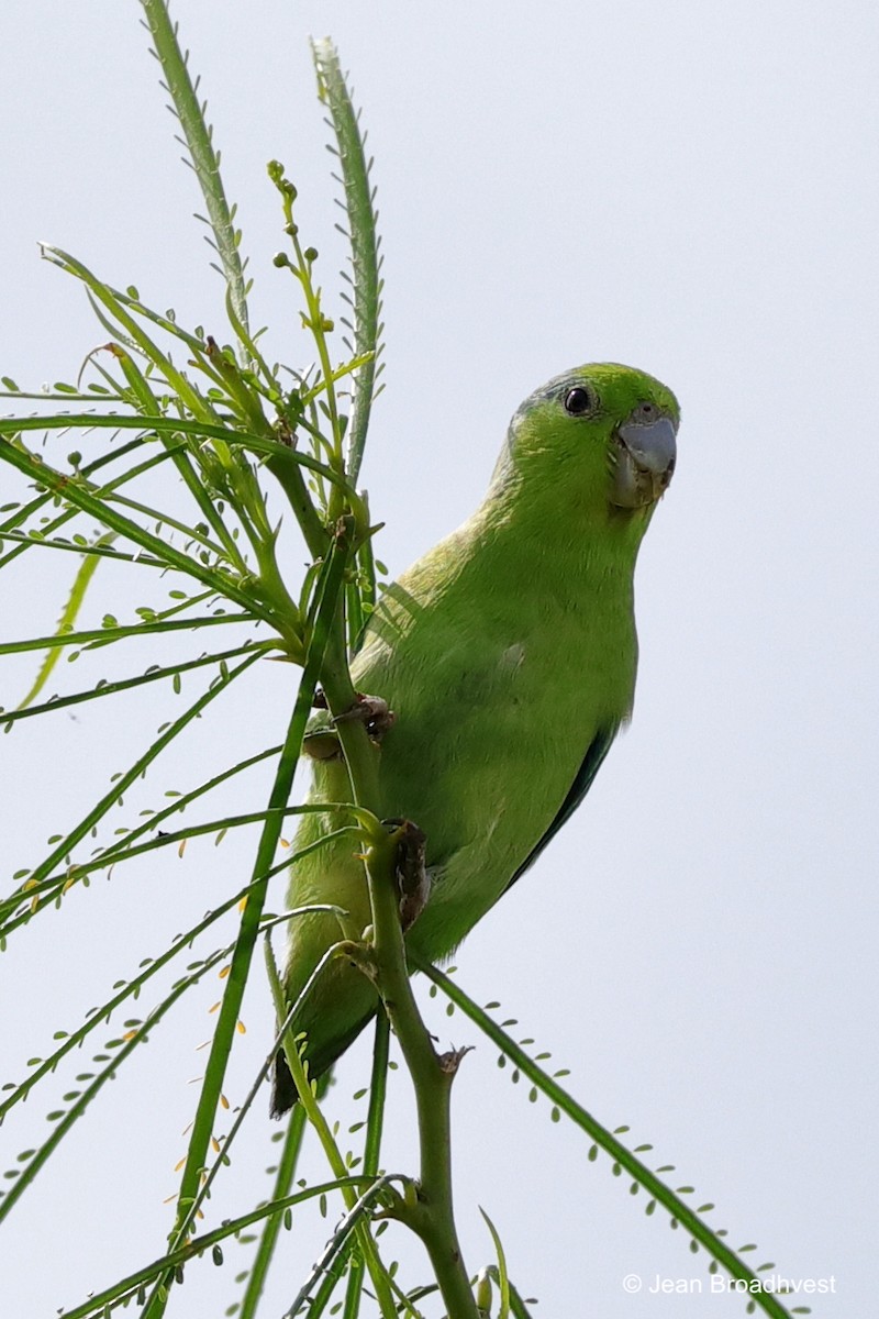 Pacific Parrotlet - Jean Broadhvest