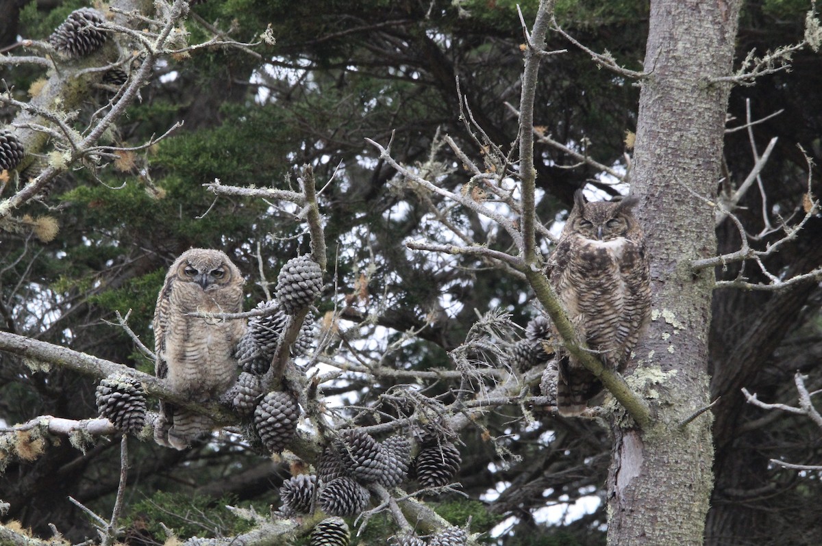 Great Horned Owl - ML596783551