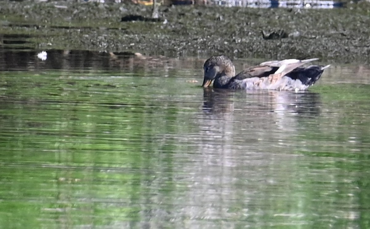 Gadwall - ML596783811