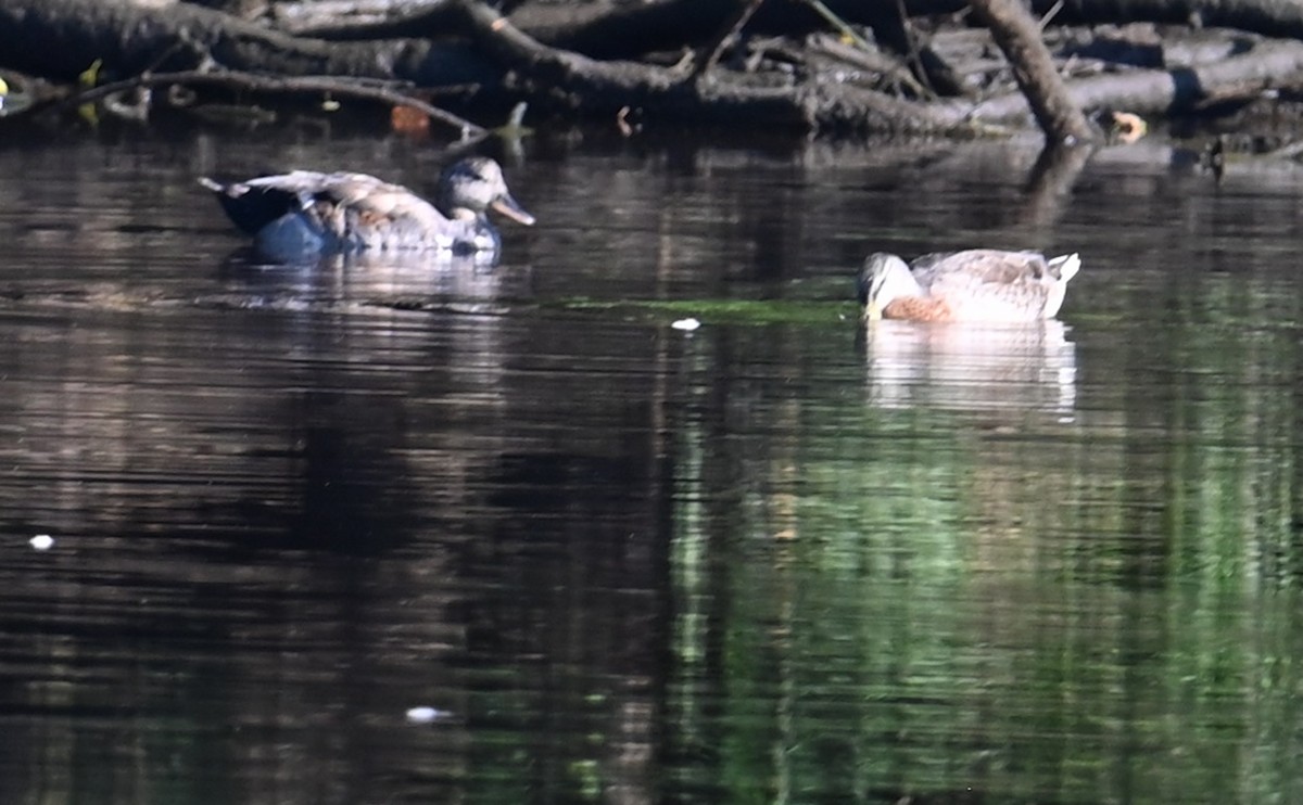 Gadwall - ML596783831