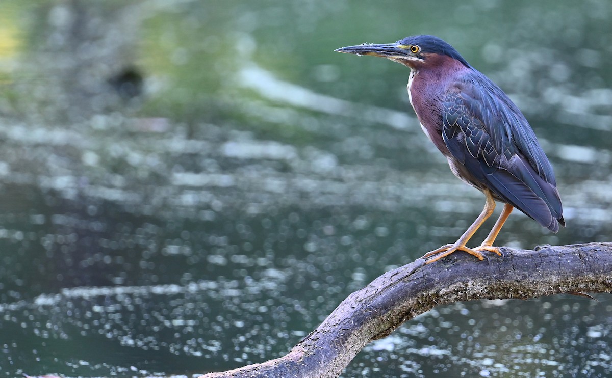 Green Heron - ML596784181