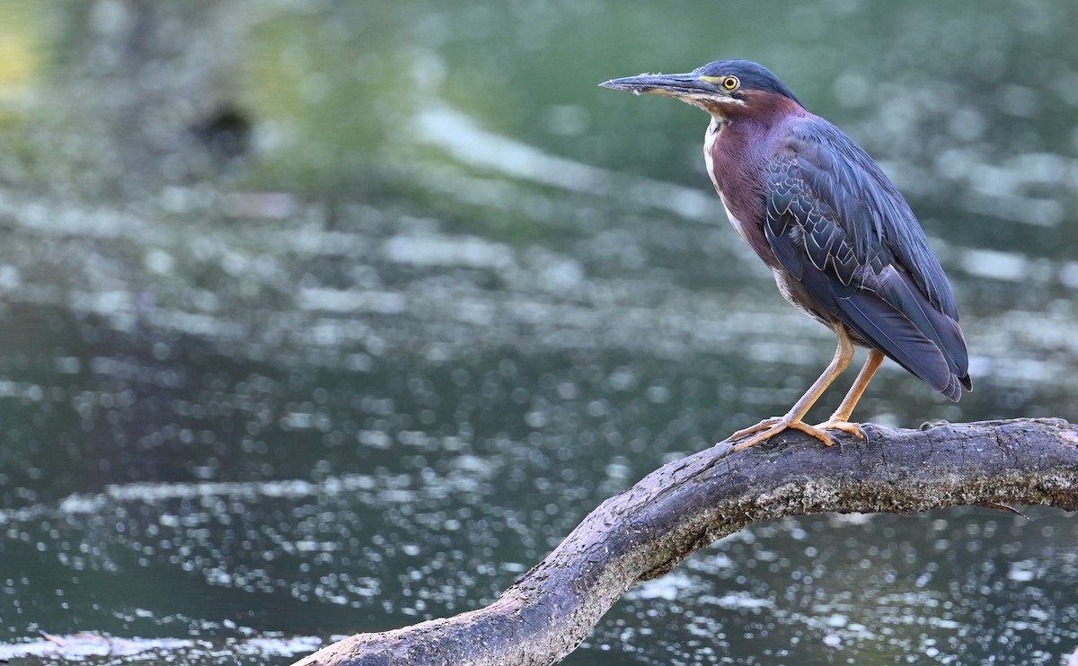 Green Heron - ML596784251