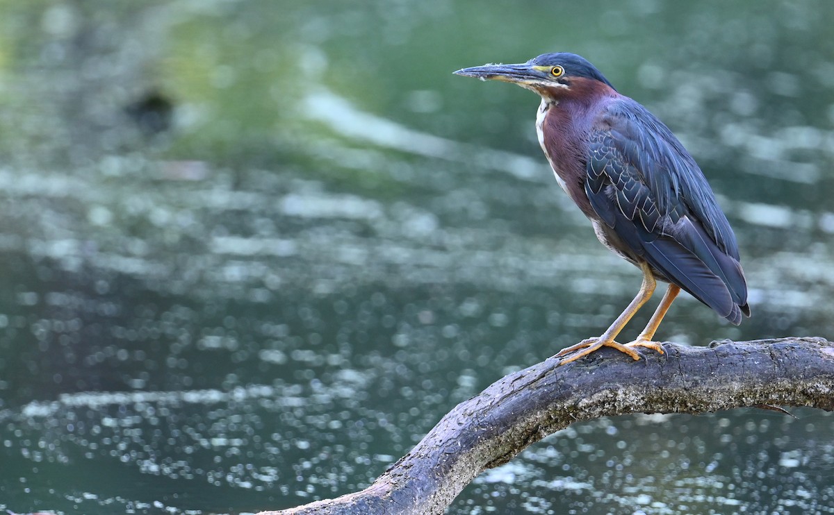 Green Heron - Rob Bielawski