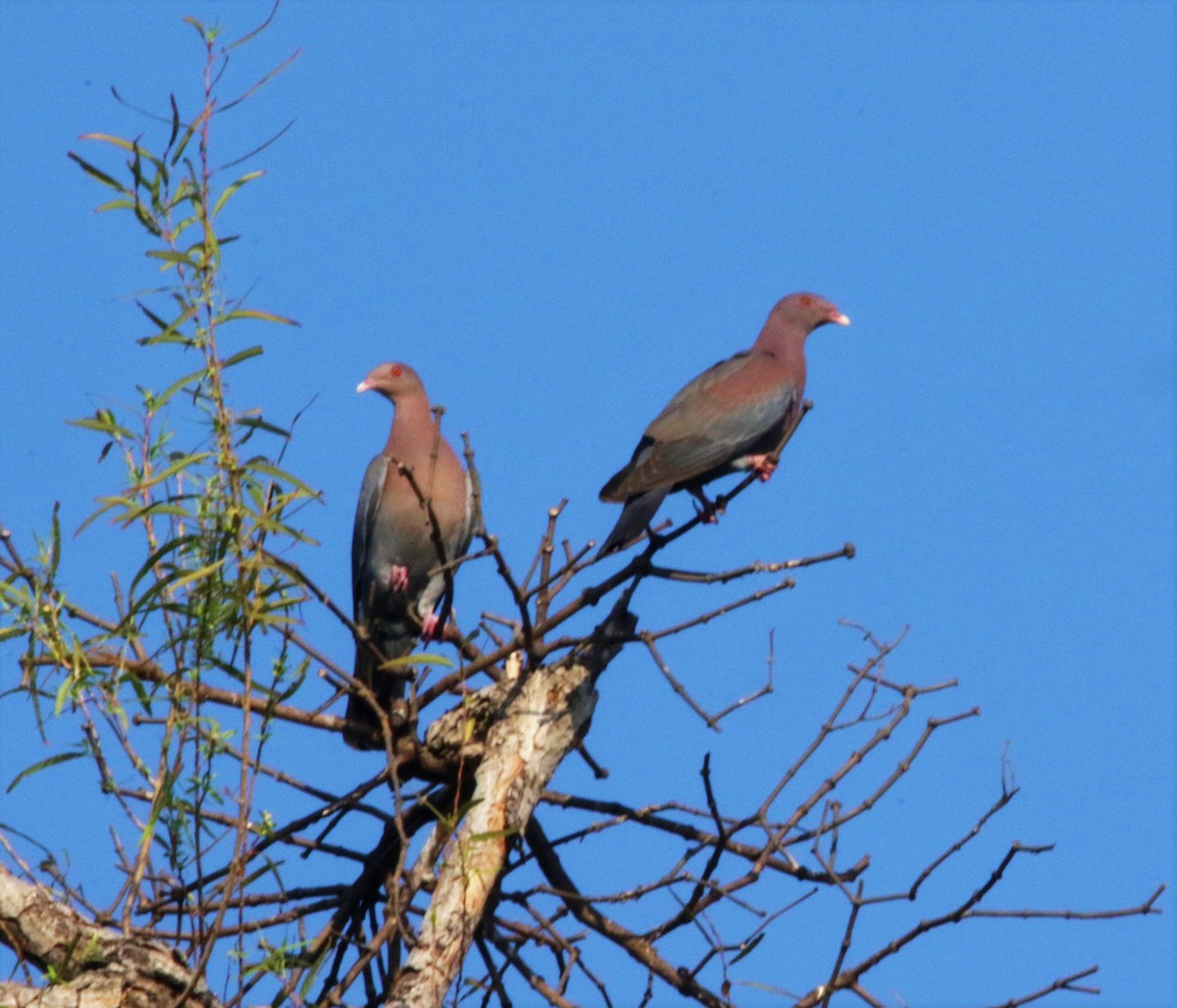 Red-billed Pigeon - ML596784441