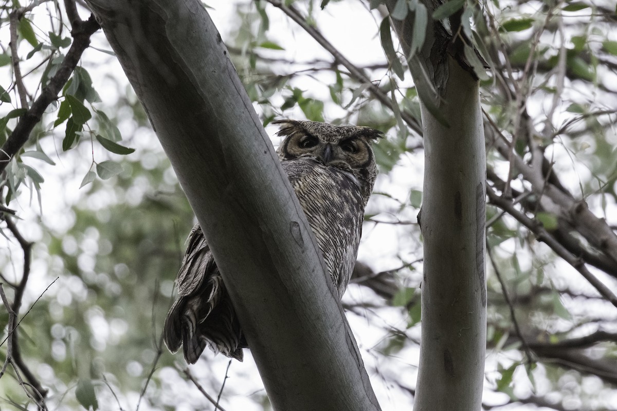 Great Horned Owl - ML596786551