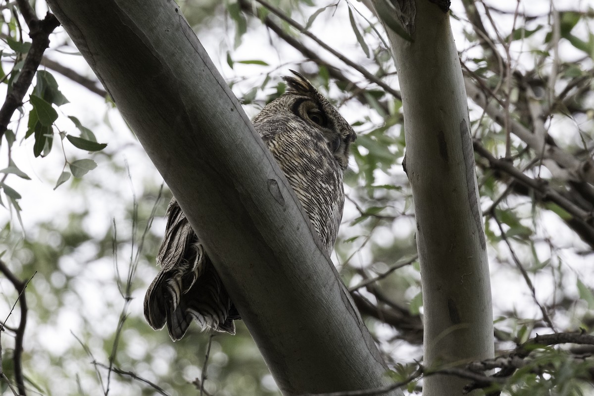 Great Horned Owl - ML596786561