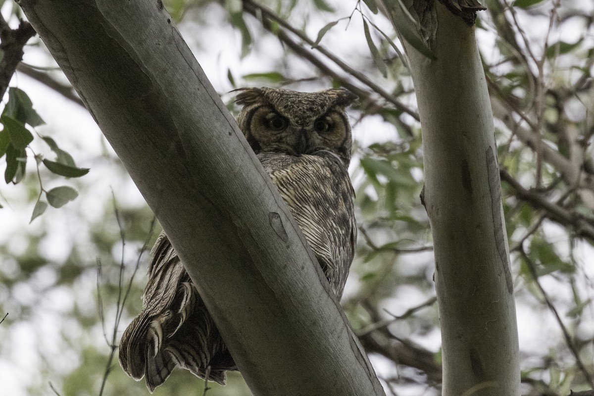 Great Horned Owl - ML596786571