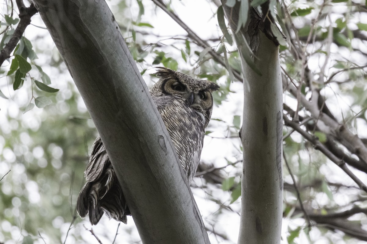 Great Horned Owl - ML596786581