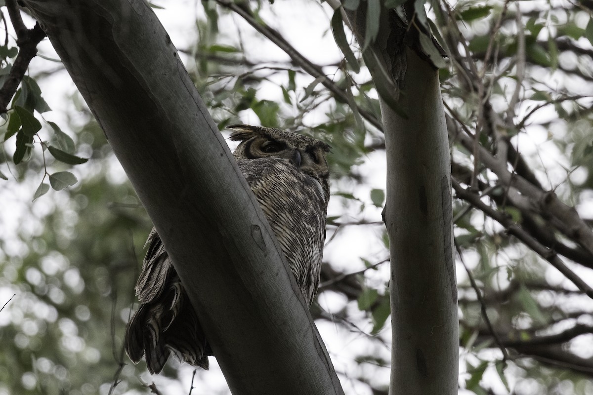 Great Horned Owl - ML596786591