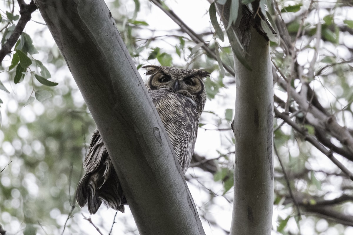 Great Horned Owl - ML596786601