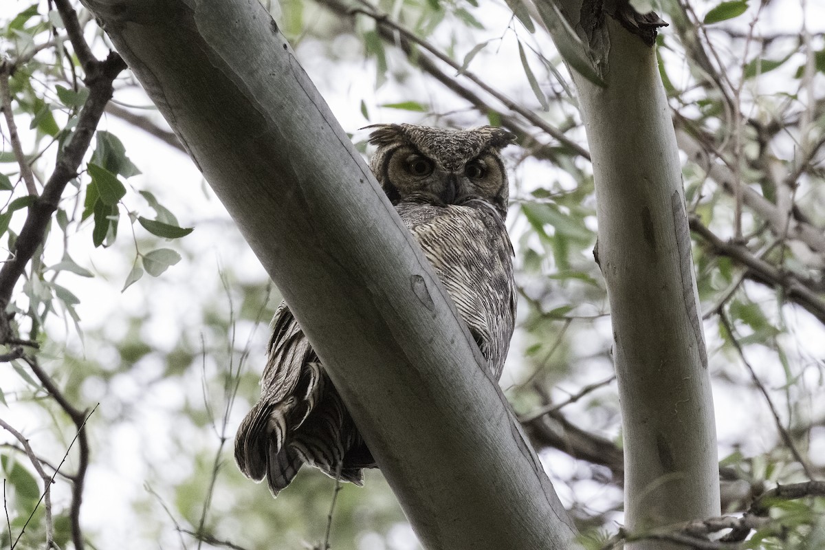 Great Horned Owl - ML596786611