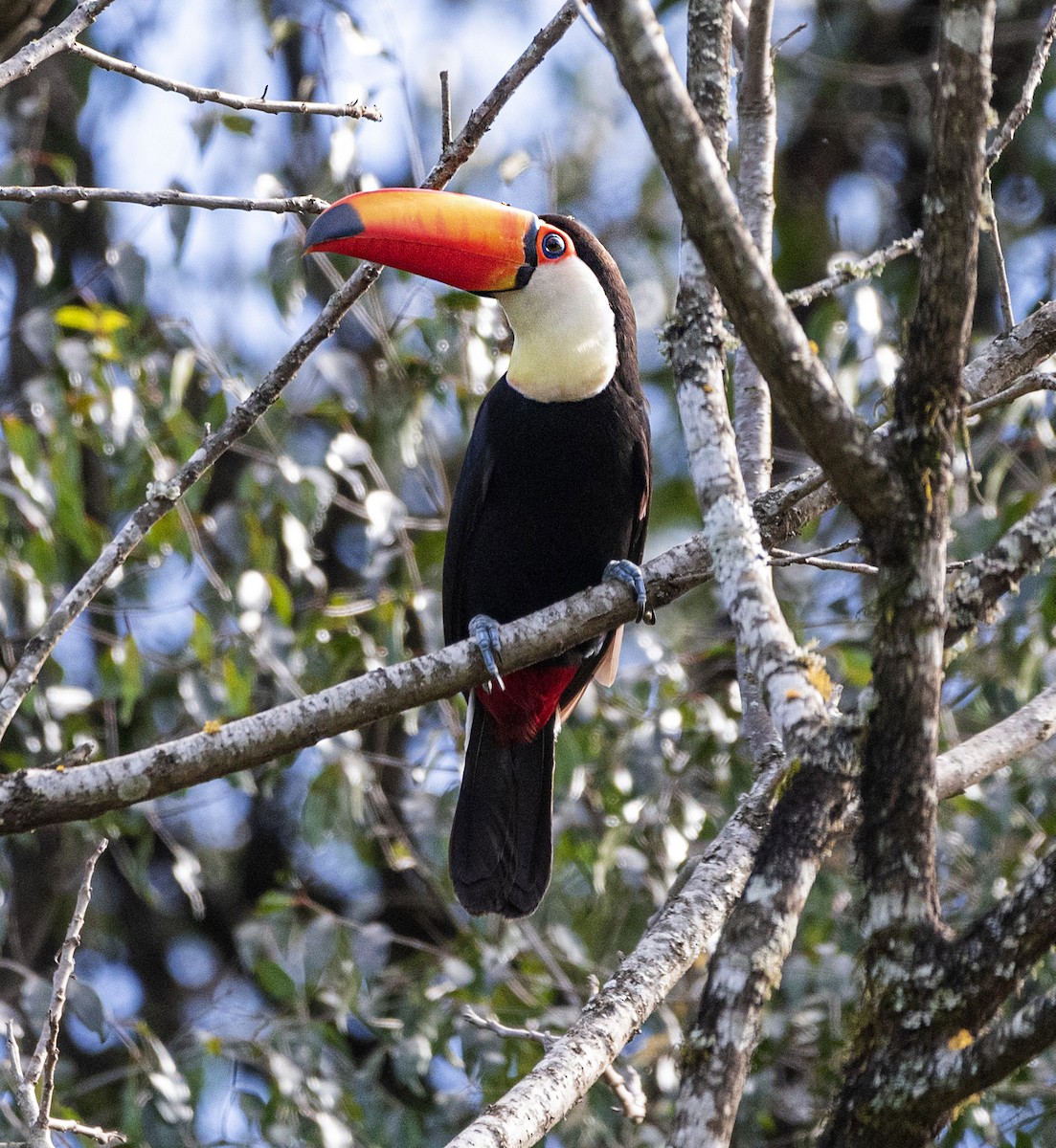 Toco Toucan - Daniel Luciano