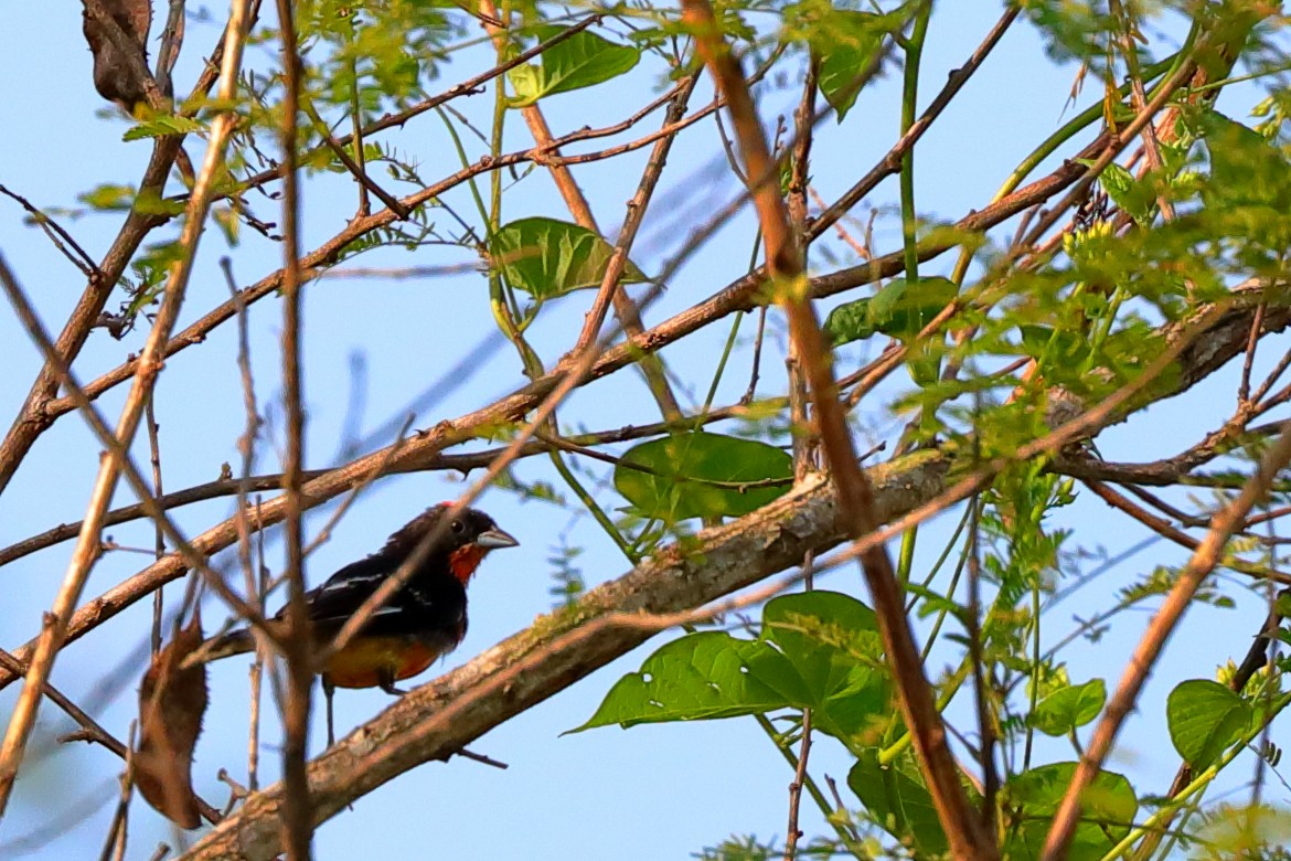 Crimson-breasted Finch - ML596787461