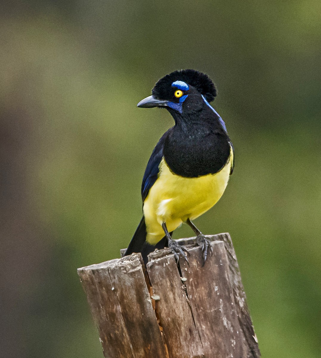 Plush-crested Jay - ML596788031